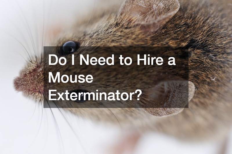 Do I Need to Hire a Mouse Exterminator?